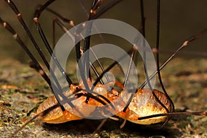 Daddy Long Legs making love