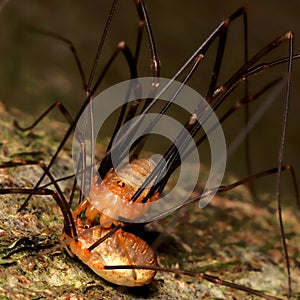 Daddy Long Legs making love