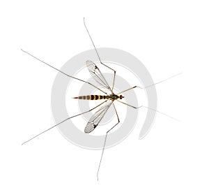 Daddy long legs, mosquito