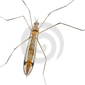 Daddy long legs, mosquito, - nephrotoma scalaris