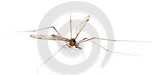 Daddy long legs, mosquito, - nephrotoma scalaris