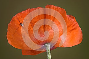 Daddy long legs on orange poppy