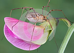 Daddy long legs on pea blossom