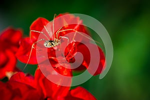 Daddy Long Legs on Red Flower