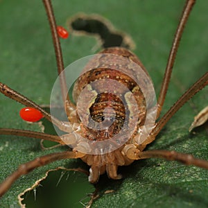 Daddy Long Legs with red mites