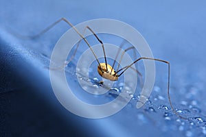 Daddy long legs spider