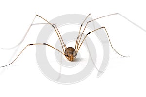 Daddy Long Legs Spider