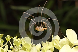 Daddy-Long-Legs spider