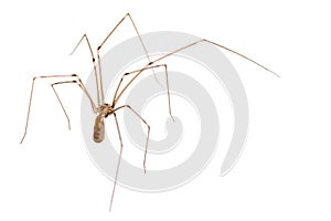 Daddy Long Legs Spider