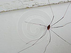 Daddy long legs spider