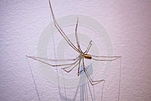 Daddy Long Legs spider.