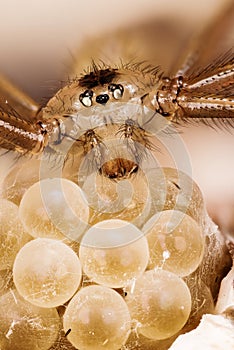 Daddy Long-legs Spider. Female on eggs. Her Latin name is Pholcus phalangioides.