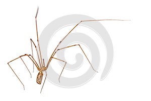 Daddy Long Legs Spider