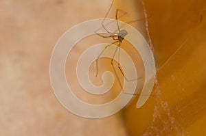 Daddy long-legs spider Pholcus phalangioides.