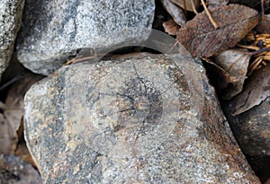 Daddy long-legs spider on rock
