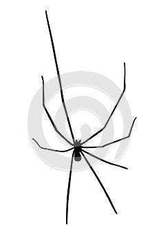 Daddy long legs spider vector silhouette isolated on white background.