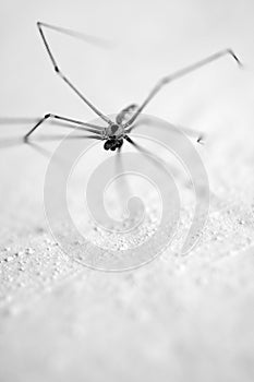 Daddy-long-legs spider on a white wall
