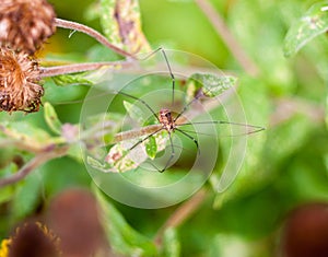 Daddy long legs spider in the wild Pholcidae