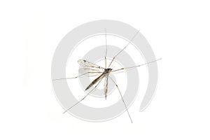 Daddy longleg cranefly Tipula big mosquito on white