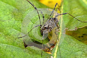 Daddy Longleg Opiliones