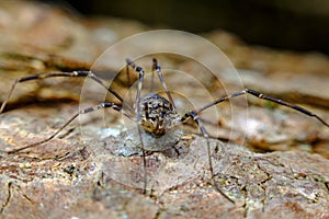 Daddy Longleg Opiliones