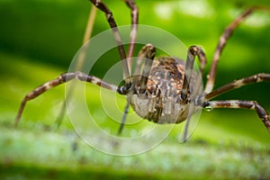 Daddy Longleg Opiliones