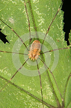 Daddy longleg (Phalangium opilio)