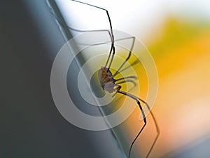 Daddy Longleg Spider