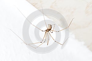 Daddy longlegs photo