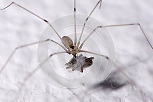 Daddy Longlegs Eating