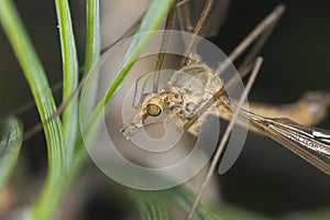 Daddy longlegs, extreme close-up photo