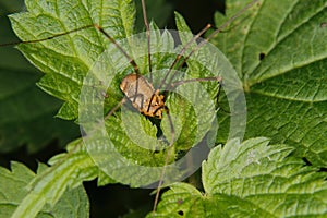 Daddy longlegs (Phalangium opilio)