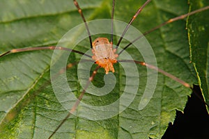 Daddy longlegs (Phalangium opilio)