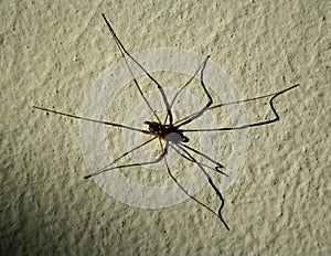 Daddy longlegs photo