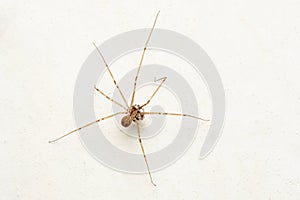 Daddy longlegs spider carrying eggs in mouth, Pholcusphalangioides