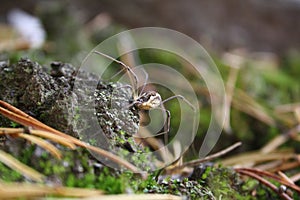 Daddy-longlegs spider in the forest
