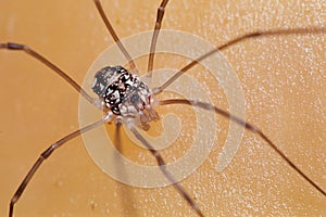 Daddy Longlegs Spider Portrait photo