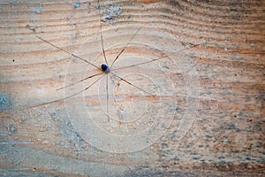 Daddy-longlegs on wooden post with detail