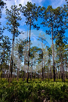 Dade Pines 2