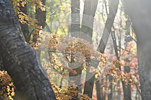 Dadi Forest Park in sunny Autumn Days , Northeast China photo