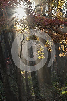 Dadi Forest Park in sunny Autumn Days , Northeast China photo