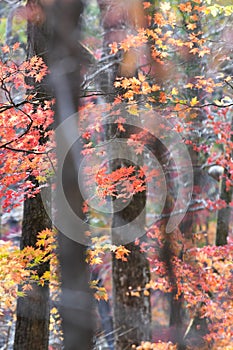 Dadi Forest Park in sunny Autumn Days , Northeast China photo