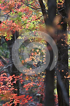 Dadi Forest Park in sunny Autumn Days , Northeast China photo