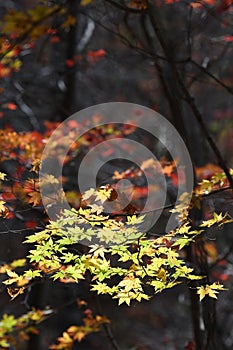 Dadi Forest Park in sunny Autumn Days , Northeast China photo