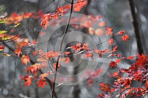 Dadi Forest Park in sunny Autumn Days , Northeast China photo