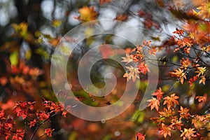 Dadi Forest Park in sunny Autumn Days , Northeast China photo