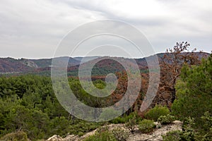 Dadia forest Restoration and Regrowth After Wildfire