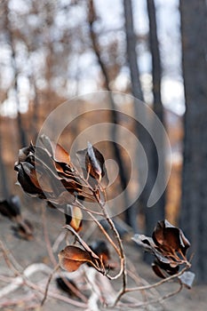 Dadia forest Restoration and Regrowth After Wildfire Evros Greece, mount Parnitha, Rodopi, Euboea Island, Evia, British