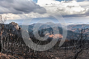 Dadia forest Restoration and Regrowth After Wildfire Evros Greece, mount Parnitha, Rodopi, Euboea Island, Evia, British