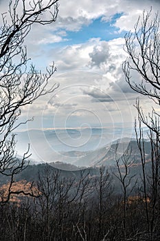 Dadia forest Restoration and Regrowth After Wildfire Evros Greece, mount Parnitha, Rodopi, Euboea Island, Evia, British